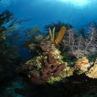 Koral i sunđerni greben, Belize Poster Print