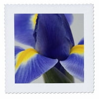 3drose ljubičasta iris cvijet - na jwi - Jamie i Judy Wild - Quard Quart, prema