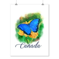 Kanada, Blue Morpho Butterfly, akvarel