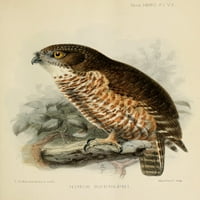 Ibis Hawk Owl Poster Print John G. Keulemans
