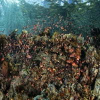 Ribe plivanje iznad koralnog grebena na manjoj ostrvu Sunda na posteru Print Ethan Daniels Stocktrek