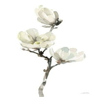 Bijela magnolija i poster Print - Katrina Pete