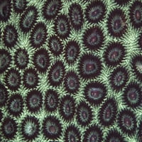Detalj šarene koralne kolonije. Poster Print Ethan Daniels Stocktrek Images