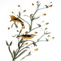 Audubon: Warbler. Npalm, ili žuta crvena
