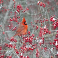 Sjeverni kardinal mužjak u zimskoj grmu, okruga Marion, Illinois poster Print Chichard & Susan Day