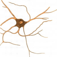 Racifikovana nervna ćelija iz sive materije, poster Ispis naučnog izvora