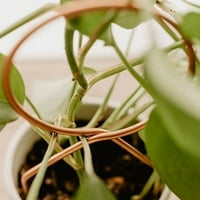 Farfi biljka TRELIS HrstitiSproof s višenamjenskim metalnim rastom za penjanje na vrt