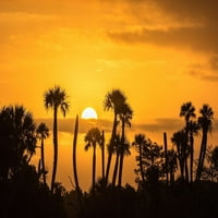 Florida-Orlando Močvarna područja Park Palm Drvees Silhouetted na Sunriseu Gaynes Galerija