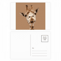 Giraffe kamera Promatranje Akcija Postcard Set Rođendanska pošta Zahvaljujući čestitku