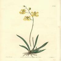 Mulear Orchide, tolumni Gianensis Poster Print ® Florilegije Mary Evans