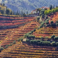 Portugal, Dolina Douro. Vinogradi na jesen, terasa na padu iznad rijeke Douro. Print postera Julie Eggers