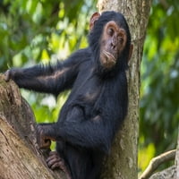 Mladi čimpanze koji se odmaraju na drvetu u planini Mahale na nacionalnom parku na obali jezera Tanganika;