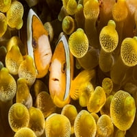 Clarkova anemone na morskom anemonu; Filipini Dave Fleetham dizajn slika