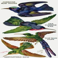 Ptice na krilu izrezane plakat Print Mary Evans Slika Librarypeter & Dawn Cope Collection