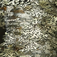 Lichen raste na drvenom prtljažniku; Astoria, Oregon, Sjedinjene Američke Države Poster Print by Robert