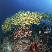 Škola grmljača Snapper i žuti Snapper lebdeći preko koralnog grebena, Maldivi. Poster Print Brook Peterson