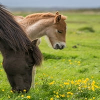 Kobila i novo rođene ždrijeb, islandski poster Ispis
