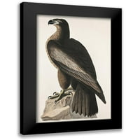 Audubon, John James Crni moderni uokvireni muzejski umjetnički print pod nazivom - ptica Washington