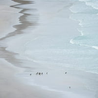 Grupa na praznoj plaži Magellanic Penguin, Falkland Islands Poster Print by Martin Zwick Sa09MZW1185
