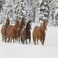Konji koji trče kroz svježe snijeg za vrijeme kruga-Kalispell-Montana Adam Jones
