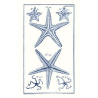 Vision Studio Crna Moderna uokvirena muzejska umjetnost Print pod nazivom - Plave morske zvijezde I