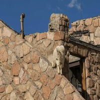 MT Evans Mountain Goat penje se sa zgradom Cathy - Gordon Illg