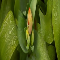 Izbliza tulipana na postrojenju za postrojenje Ispis