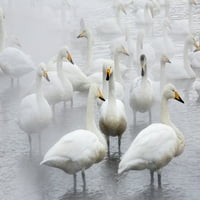 Whooper labudovi na smrznom jezeru Kussharo, Hokkaido. Poster Print Darrell Gulin