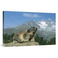 Globalna galerija GCS-452571-2436- in. Alpine Marmot, Wallis, Švicarska Art Print - Konrad Wothe