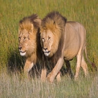 Dva braća lava koja šetaju šumom, području zaštite Ngorongoro, regija Arusha, Tanzania Poster Print