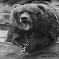 Medvjed poster Ispis