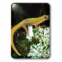 Zlatni prašinski dan Gecko lizanje očiju, gušter - na dno - David Northcott Jednostavni prekidač LSP-83861-1