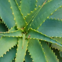 Aloe biljna-Big Sur-California-SAD autor Ane Miller