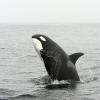 Prolazni ubica kitova kršenja Monterey Bay, California. Poster Print VwPics Stocktrek Images
