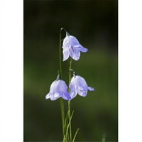 Zatvori tri ljubičaste plaveze Hyacinthoides Cvijeće - Kananaškis Država Alberta Kanada Poster Print
