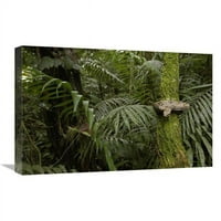 u. Boa Constrictor namotao se oko mahovitog drveta u prašumi, južnoj Americi Art Print - Pete Oxford