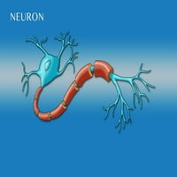 Motor Neuron Diagram, ilustracija Poster Print Monica Schroeder Naučni izvor