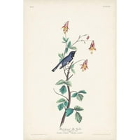 Audubon, John James Crni moderni uokvireni muzej umjetničko print pod nazivom - Pl. Blue Warbler u crnom