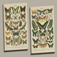 Popularni vintage francuski tipovi Papillons set leptira; Dva 11x14in ručno rastegnuta platna