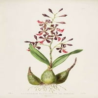 Orhideja, epidendrum Macrochilum Poster Print Augusta Withers