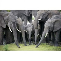 Afrički slonovi - Loxodonta Afrikana pitka voda u ribnjaku Tarangire Nacionalni park Tanzanija Poster