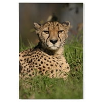 Cheetah u travi zidni zid Wood Wood