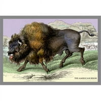 Kupite povećaj 0-587-05824-2P Američki bizon - veličine papira P20X30