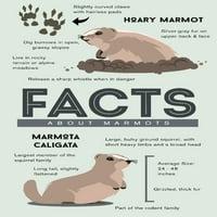 Činjenice o zaštitnim marmotima
