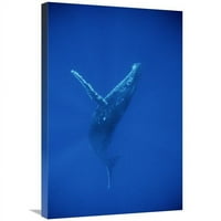 in. Grbavi kitov plivanje, podvodni, Havaji Art Print - Flip Nicklin