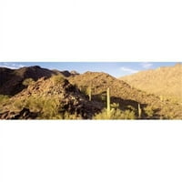Panoramske slike PPI44342L Postrojenja za kaktuse na pejzažni Sierra Estrella Wilderness Phoeni Arizona