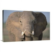 In. Afrički slon izbliza, Nacionalni park Amboseli, Kenija Art Print - Gerry Ellis