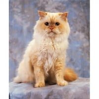 Posterazzi dpi1812008Large Cat - Portret mačjeg postera Ispis od strane irske kolekcije slika, - veliko