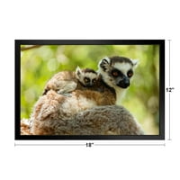 Prsten repom Lemur i Baby Isalo National Park Photo Matted Frammed Art Print Zidni dekor
