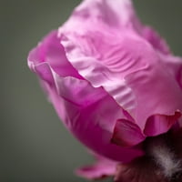 Sullivans umjetno vino-srećno cvjetanje iris stamp 29 h ljubičasta
